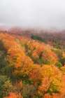 USA, Minnesota, Superior National Forest. Autumn forest colors and fog. Art Print